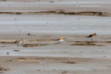 11776_Sandplovers.jpg