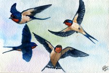 barn_swallows_study_by_twapa-d3hry2l.jpg