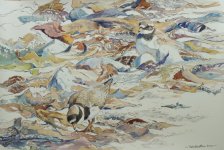 ringed plovers in tangles (800x536).jpg