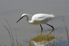 Egret-&-Shadow.jpg