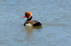 RedCrestedPochard.jpg