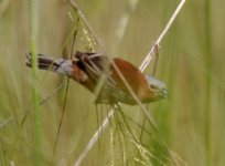 Laguna Blanca Chestnut Seedeater 1.jpg