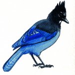 steller__s_jay_by_twapa-d3j0krv.jpg