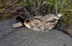 Laguna Blanca White Winged Nightjar 1.jpg