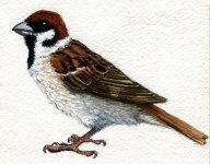 tree_sparrow_by_twapa-d4bolt0.jpg