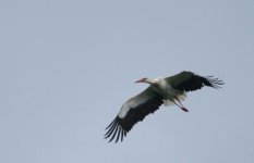 White Stork 3 (1200x775).jpg