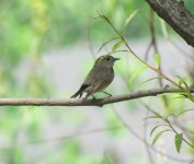 Red-throated Flycatcher.jpg