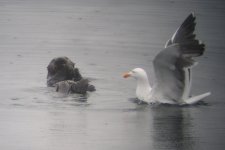 otter gull crop.JPG