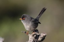 Balearic Warbler 1 mal.jpg