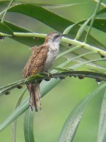 banded bay cuckoo.jpg