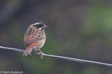 11826_Tristram's Bunting.jpg