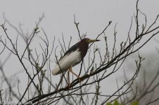 11831_Chinese Pond Heron.jpg