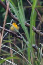 11861_Narcissus Flycatcher.jpg