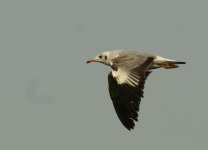 Brown_Headed_Gull_Okhla_250312a.jpg