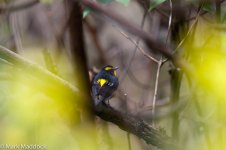 11863_Narcissus Flycatcher.jpg