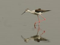 BW Stilt_Okhla_250312b.jpg