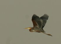 Purple Heron_Okhla_250312a.jpg