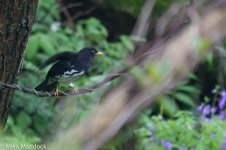 11868_Japanese Thrush.jpg