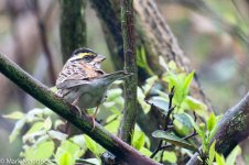 11837_Yellow-browed Bunting.jpg