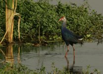 Purple Swamp Hen_Okhla_250312a.jpg