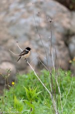 11874_Siberian Stonechat.jpg