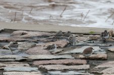 11876_Terek Sandpiper_Sanderling_Sandplovers.jpg