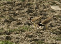 RW Lapwing_Okhla_250312b.jpg