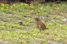 11928_Brown-headed Thrush.jpg