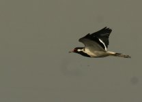 RW Lapwing_Okhla_250312a.jpg