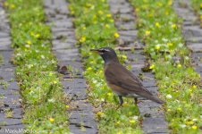 11943_Eye-browed Thrush.jpg