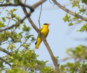 Black-naped Oriole.jpg