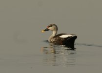 Spot Billed Duck_Okhla_250312a.jpg