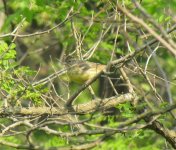 Chestnut Bunting.jpg