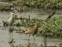 WT Lapwing_Okhla_250312a.jpg