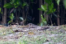 11974_Grey Nightjar.jpg