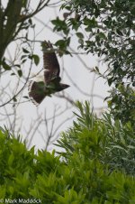 11980_Grey Nightjar.jpg