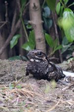 11986_Grey Nightjar.jpg