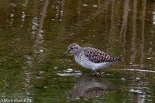 12011_Wood Sandpiper.jpg