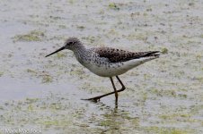 12024_Marsh Sandpiper.jpg