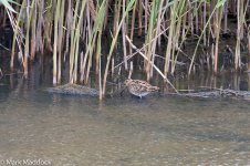 12034_Common Snipe.jpg