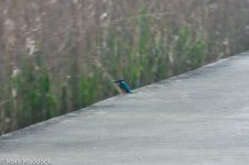 12053_Common Kingfisher.jpg