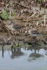 12056_Sharp-tailed Sandpiper.jpg