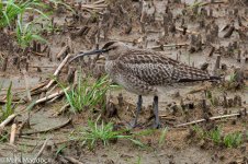 12058_Whimbrel.jpg