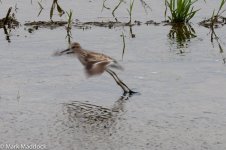 12072_Long-toed Stint.jpg