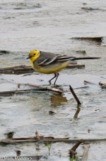 12111_Citrine Wagtail.jpg