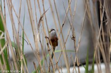 12118_Reed Parrotbill_00.jpg