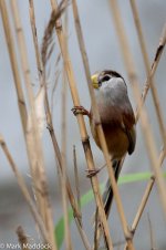 12118_Reed Parrotbill_01.jpg