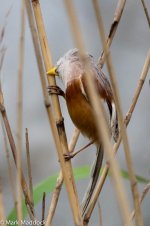 12121_Reed Parrotbill.jpg