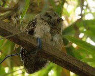 Collared Scops Owl_Ramnagar_260312a.jpg