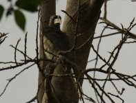 Indian Grey Hornbill_Ramnagar_260312a.jpg